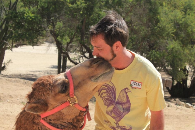 nossos camelos 
